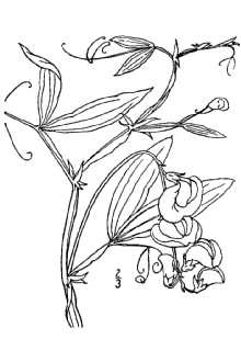 <i>Lathyrus latifolius</i> L. var. splendens Groenl. & Rümpler
