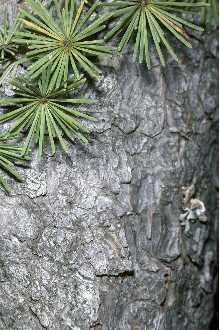 <i>Larix laricina</i> (Du Roi) K. Koch ssp. alaskensis (W. Wight) Silba