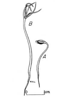 <i>Larix laricina</i> (Du Roi) K. Koch var. alaskensis (W. Wight) Raup