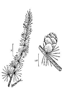 <i>Larix laricina</i> (Du Roi) K. Koch var. alaskensis (W. Wight) Raup