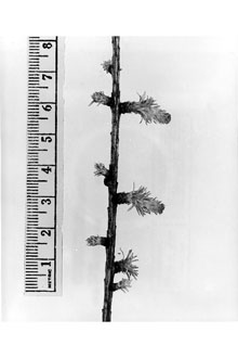 <i>Larix laricina</i> (Du Roi) K. Koch ssp. alaskensis (W. Wight) Silba