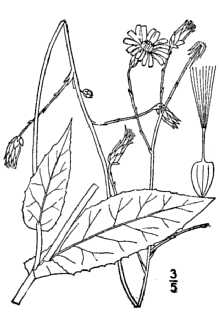 <i>Lactuca campestris</i> Greene var. typica Wiegand