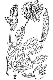 <i>Lathyrus japonicus</i> Willd. var. glaber (Ser.) Fernald