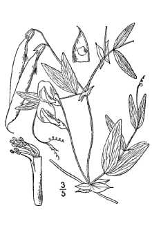 <i>Lathyrus palustris</i> L. var. meridionalis Butters & H. St. John