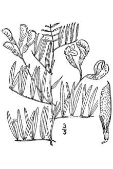 <i>Lathyrus ornatus</i> Nutt.