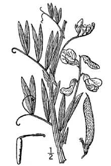 <i>Lathyrus palustris</i> L. var. myrtifolius (Muhl. ex Willd.) A. Gray