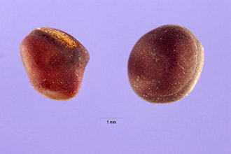 <i>Lathyrus palustris</i> L. var. linearifolius Ser.
