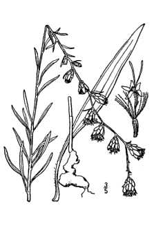 <i>Liatris graminifolia</i> Willd. var. lasia Fernald & Grisc.