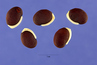 Hyacinthbean