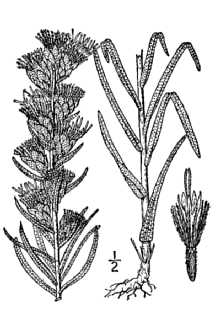 <i>Lacinaria punctata</i> (Hook.) Kuntze