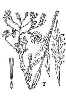 <i>Lactuca tatarica</i> (L.) C.A. Mey. var. heterophylla (Nutt.) B. Boivin