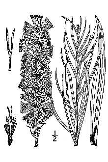 <i>Lacinaria pycnostachya</i> (Michx.) Kuntze