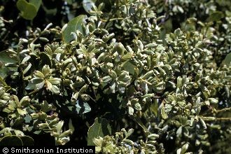 <i>Conocarpus racemosa</i> L.