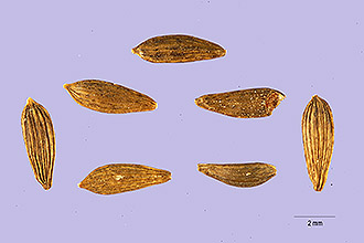 <i>Lactuca scariola</i> L. var. integrifolia (Bogenh.) G. Beck