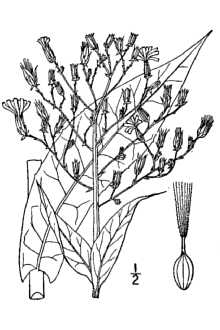 <i>Lactuca canadensis</i> L. var. integrifolia (Bigelow) Torr. & A. Gray