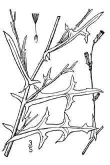 <i>Lactuca saligna</i> L. var. runcinata Gren. & Godr.