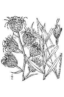 <i>Liatris scariosa</i> (L.) Willd. var. virginiana (Lunell) Gaiser
