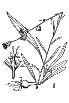 <i>Liatris graminifolia</i> Willd. var. virgata (Nutt.) Fernald