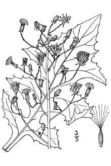 <i>Mulgedium spicatum</i> (Lam.) Small var. integrifolium (Torr. & A. Gray) Small