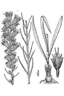 <i>Lacinaria spicata</i> (L.) Kuntze