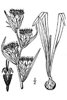 <i>Lacinaria squarrosa</i> (L.) Hill