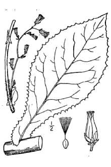 <i>Lactuca canadensis</i> L. var. longifolia (Michx.) Farw.