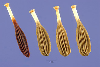 <i>Lactuca tatarica</i> (L.) C.A. Mey. ssp. pulchella (Pursh) Stebbins