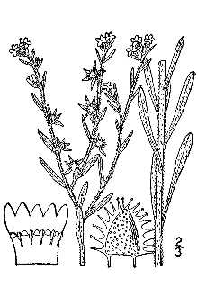 <i>Lappula redowskii</i> (Hornem.) Greene var. cupulata (A. Gray) M.E. Jones