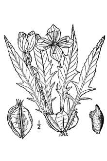 <i>Lavauxia triloba</i> (Nutt.) Spach