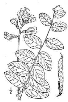 <i>Lathyrus venosus</i> Muhl. ex Willd. var. meridionalis Butters & H. St. John