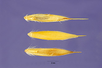 <i>Aneurolepidium angustum</i> (Trin.) Nevski