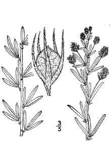 <i>Lespedeza angustifolia</i> (Pursh) Elliott var. brevifolia Britton