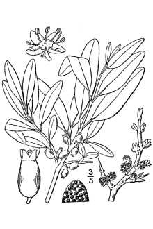 <i>Elaeagnus utilis</i> A. Nelson