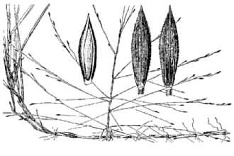 <i>Leptoloma cognatum</i> (Schult.) Chase var. arenicola (Swallen) Gould