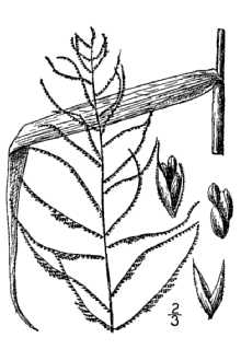 <i>Leptochloa filiformis</i> (Lam.) P. Beauv. var. attenuata (Nutt.) Steyerm. & Kucera