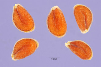<i>Lepidium lasiocarpum</i> Nutt. var. orbiculare (Thell.) C.L. Hitchc.