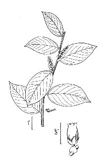 <i>Leucothoe axillaris</i> (Lam.) D. Don var. ambigens Fernald