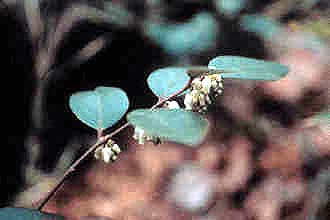 <i>Leucothoe platyphylla</i> Small