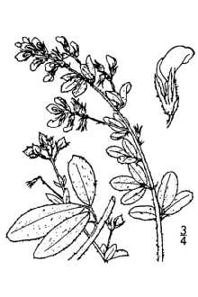 <i>Lespedeza procumbens</i> Michx. var. elliptica S.F. Blake