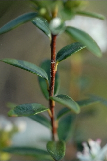 <i>Dendrium buxifolium</i> (Bergius) Desv.