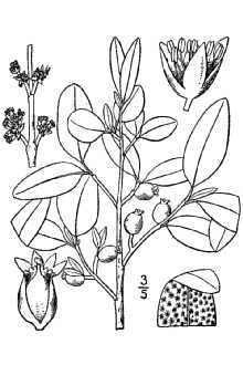 <i>Elaeagnus canadensis</i> (L.) A. Nelson