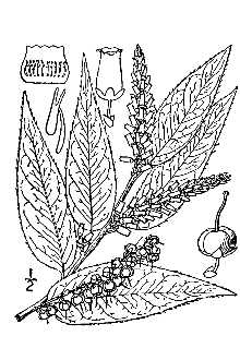 <i>Leucothoe axillaris</i> (Lam.) D. Don var. editorum (Fernald & B.G. Schub.) H.E. Ahles