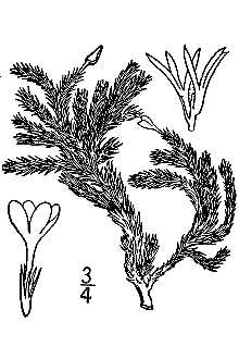 <i>Leptodactylon caespitosum</i> Nutt.