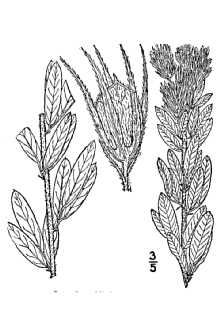 <i>Lespedeza capitata</i> Michx. var. stenophylla Bissell & Fernald