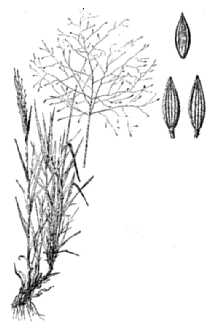 <i>Digitaria cognata</i> (Schult.) Pilg. var. cognata