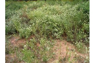 <i>Lepidium montanum</i> Nutt. var. spathulatum (B.L. Rob.) C.L. Hitchc.