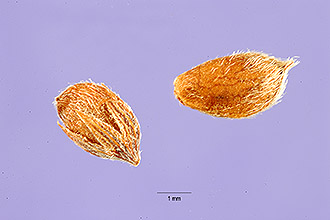 <i>Lespedeza cytisoides</i> Bertol.