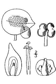 <i>Lemna cyclostasa</i> (Elliott) C.H. Thomp.