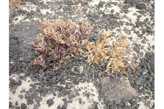 <i>Lepidium montanum</i> Nutt. ssp. davisii (Rollins) C.L. Hitchc.
