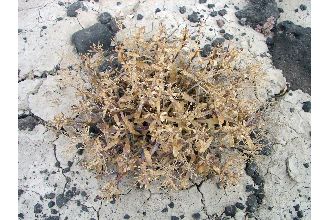 <i>Lepidium montanum</i> Nutt. ssp. davisii (Rollins) C.L. Hitchc.